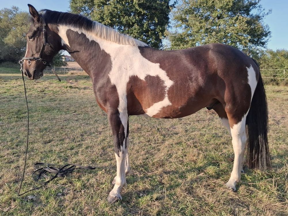 Otti nachher auf der Weide