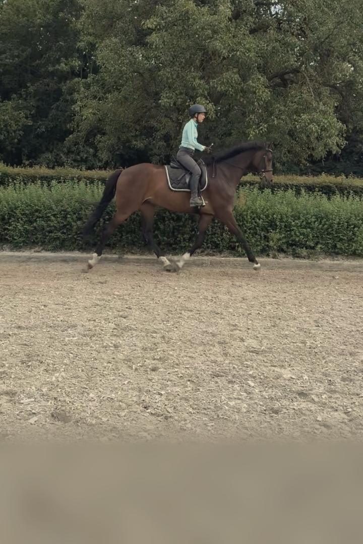 Sinah reitet ein braunes Pferd im Trab