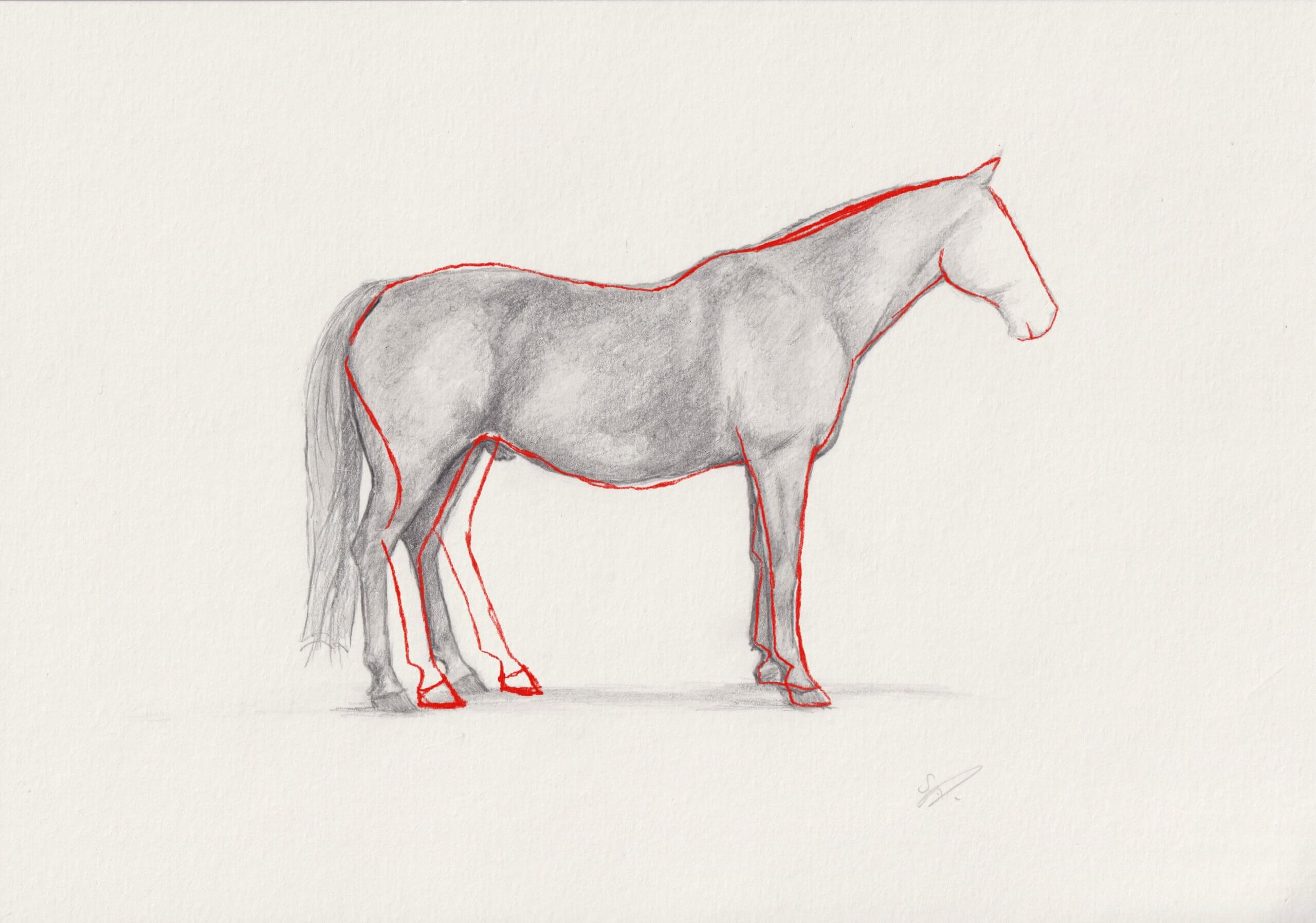 Ein starkes Pferd ist die Voraussetzung zum Reiten.