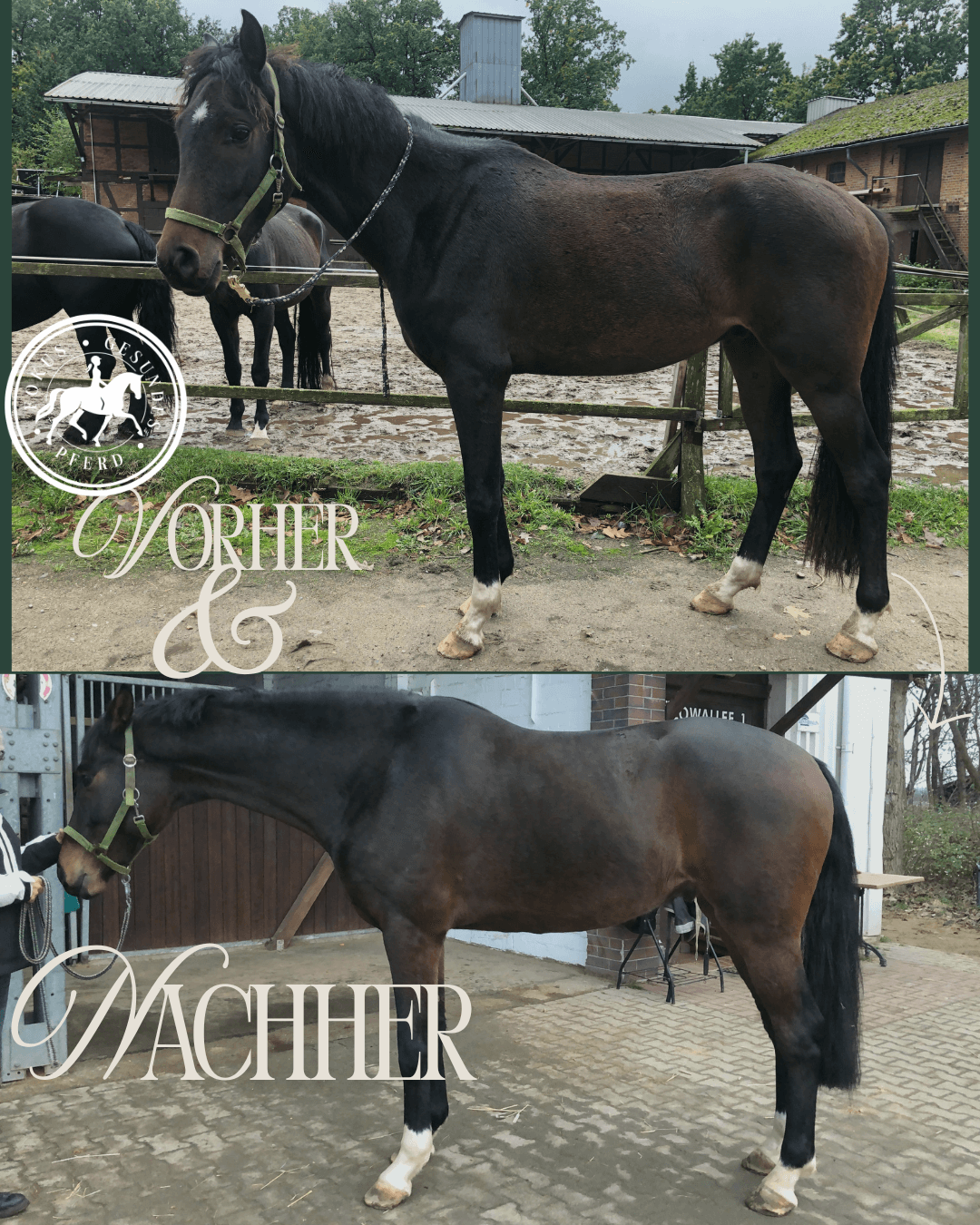 Romeo Vorher Nachher