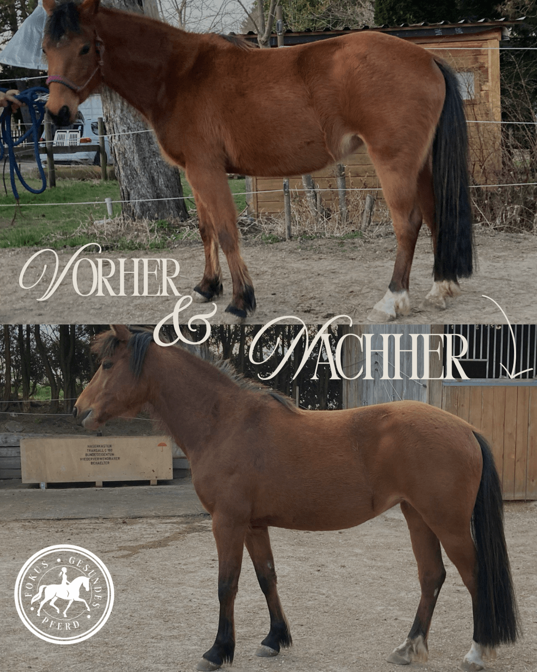 Vorher-Nachher-Foto Pony